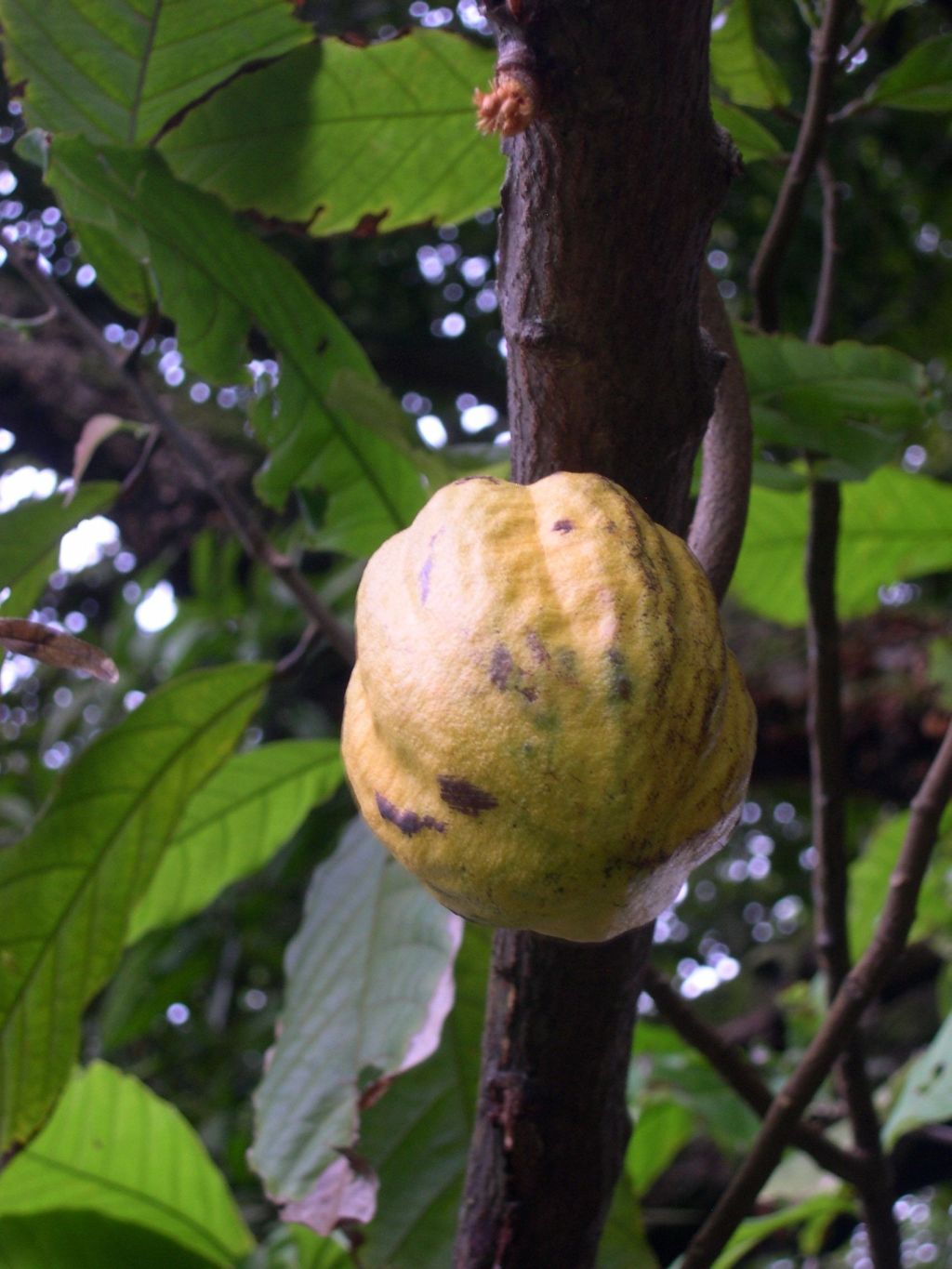 Cabosse de cacao, une plante indigène d’Amérique du Sud.